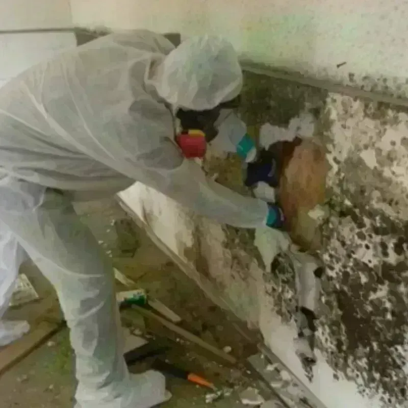 Mold Remediation and Removal in Youngsville, PA